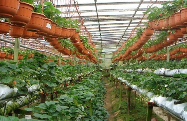 Промышленная теплица для выращивания клубники